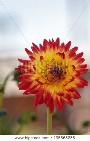 Pink And White Dahlia Flower