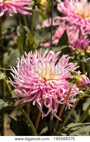 Pink And White Dahlia Flower