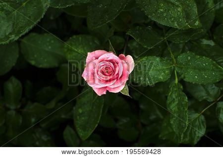 Pink rose on a rose bush in a center of the frame with a water drop after rain and blur green rose leaves in the background