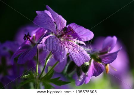 Large violet flowers of a geranium are shined non-uniformly. On petals there are water drops. Behind a black and green background.