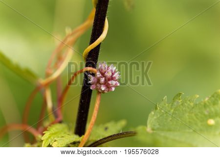 Flowers of a greater dodder Cuscuta europaea a parasitic plant from Europe.