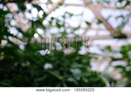 Wasp spider on the web, top view.