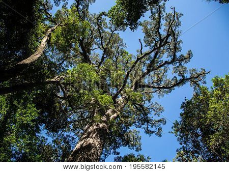 Huge Yellowwood Tree Near The Otter Trail At The Eastern Cape Of South Africa