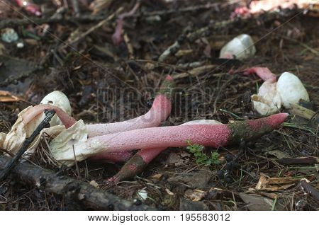 Mushrooms (Mutinus ravenelii) in a green grass