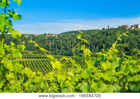 Vineyard in Daruvar region, Croatia, countryside landscape, view through the vineyard leafs, selective focus