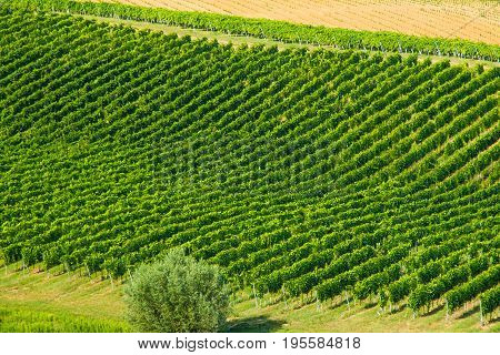 Beautiful green countryside landscape, vineyard in Daruvar region, Croatia