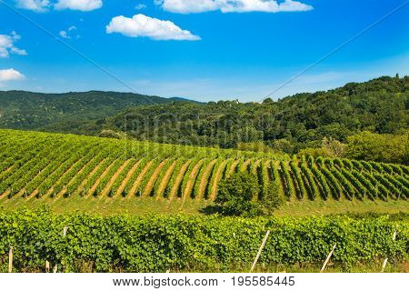 Green countryside landscape, hills and vineyards in Daruvar region, Croatia