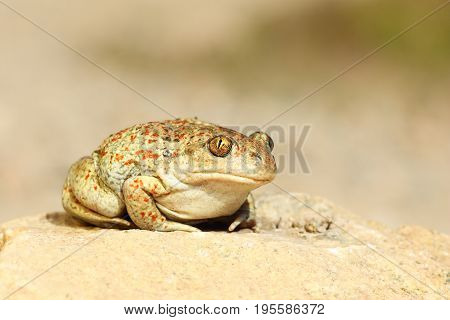 cute garlic toad standing on the ground ( Pelobates fuscus )