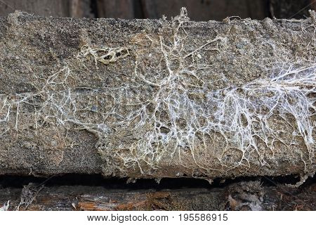 fungus attack on wooden beam mycelium of Serpula lacrymans and Fibroporia vaillantii