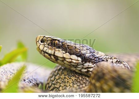 macro portrait of venomous viper the hungarian meadow adder one of the rarest european snakes ( Vipera ursinii rakosiensis )
