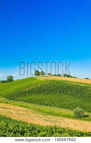 Beautiful green countryside landscape, vineyard in Daruvar region, Croatia