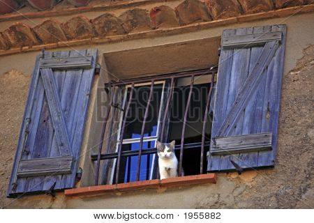 Gato nas janelas