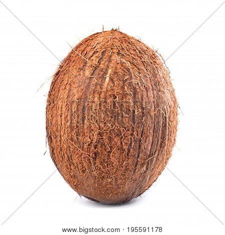 A whole single oval coconut with clipping path isolated on a bright white background. Raw and ripe appetizing hawaiian nut. Hairy coconuts. Organic vegetarian ingredients.