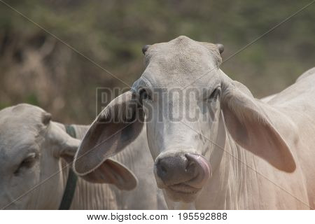 A white cow head looking staring intensely at camera