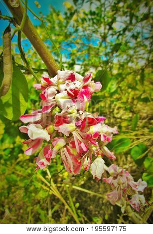 Caribbean flowers with blue sky, St. Kitts