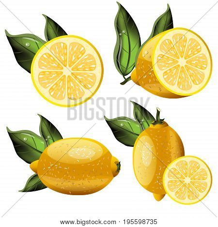 Fresh lemon fruits, collection of vector illustrations