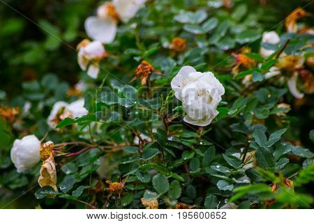 White flowers on green garden bush beautiful background