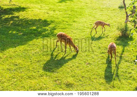 Roe deer eating fresh grass on the meadow, top view. Wildlife, animals, zoo and mammals concept.