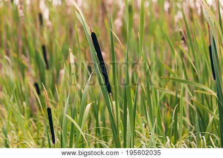Reeds At The Pond In Summer