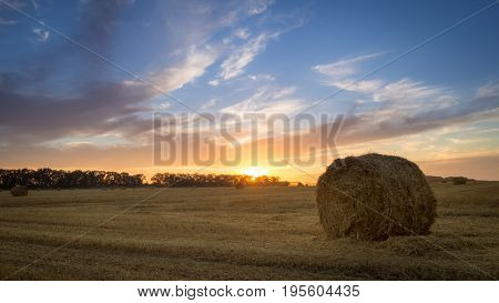 Scene with hay rolls on meadow.Beautiful landscape. Agricultural field. Round bundles of dry grass in the field against the blue sky. Bales of hay to feed cattle in winter