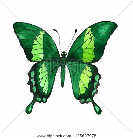 Exotic butterfly wild insect in a watercolor style isolated. Full name of the insect: butterfly. Aquarelle wild insect for background, texture, wrapper pattern or tattoo.