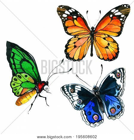Exotic butterfly wild insect in a watercolor style isolated. Full name of the insect: butterfly. Aquarelle wild insect for background, texture, wrapper pattern or tattoo.