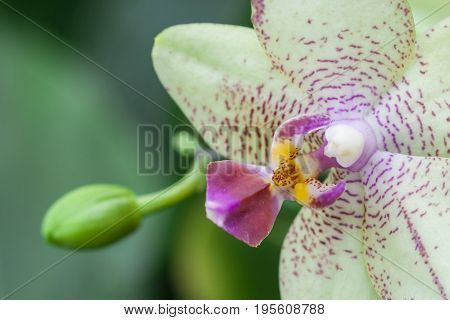 Beautiful Orchid flower The orchid are well known for the many structural variations in their flowers.