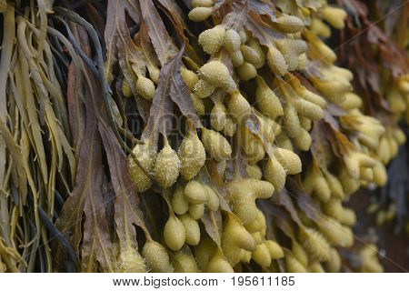 Amazing Close Up of Dried Marine Seaweed