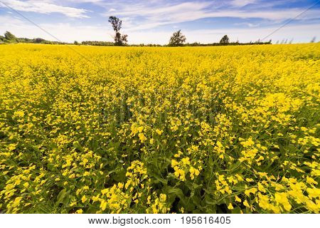 Landscape In The  Summer