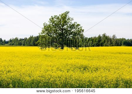 Landscape In The  Summer