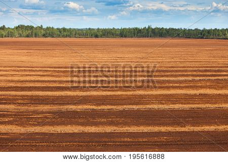 Peat Bog