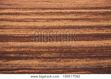 Peat Bog