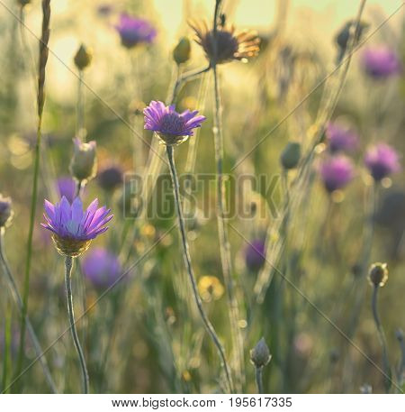 Xeranthemum annuum flower in summer time, macro