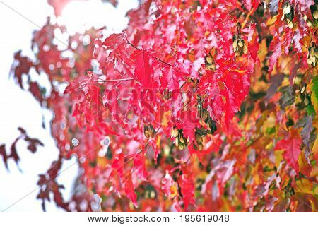 Background of colorful autumn leaves on forest floor