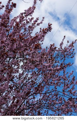 Blooming Prunus Pissardii Tree Against The Sky