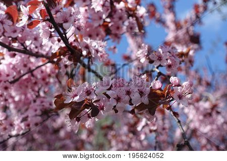 Purple leafed plum blossom against the sky