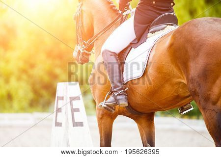 Close up image of horse with rider at dressage equestrian sports competitions. Details of equestrian equipment