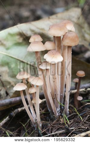 Mushrooms (Gymnopus confluens) on an old gray autumn leaves