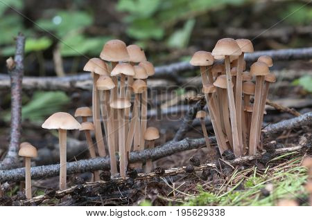 Mushrooms (Gymnopus confluens) on an old gray autumn leaves