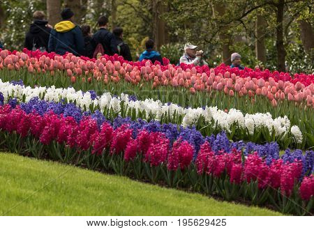 LISSE NETHERLANDS - APRIL 19 2017: Visitors at the Keukenhof Garden in Lisse Holland Netherlands.