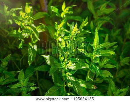 Pepper mint leaves at the nature. Green mint leaves in sunset light.