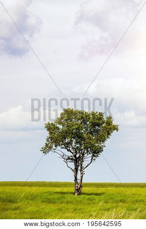 Single Tree Stand Alone In Landscape Of High Fens National Park Near Aachen At Eifel And Ardennes