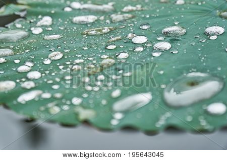 Silver water drops on a lotus water lily.
