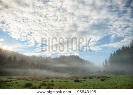 Mountain, trees and field surrounded in mist just before sunrise. Humboldt County, California, USA near Orick.