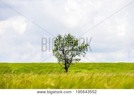 Single Tree Stand Alone In Landscape Of High Fens National Park Near Aachen At Eifel And Ardennes