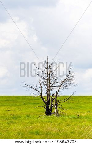 Single Tree Stand Alone In Landscape Of High Fens National Park Near Aachen At Eifel And Ardennes