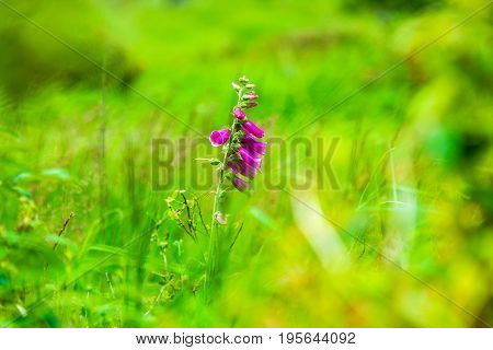 Red Foxglove Is Standing In The Moor On The Moorwiese In The High Fens Nature Reserve