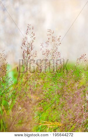Detail Of Grasses In Nature In Nature Conservation Area High Fens Venn In Germany Belgium