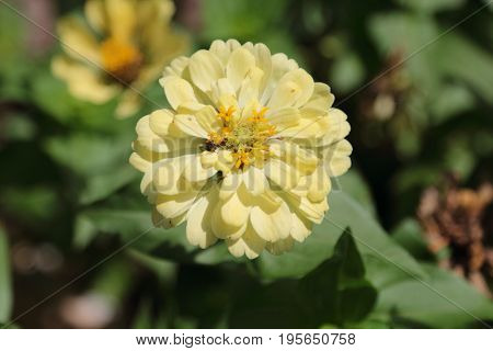 yellow narrowleaf zinnia on the garden in thailand.