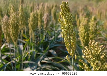 Bushes cereal and forage sorghum plant one kind of mature and grow on the field in a row outdoors. Harvesting.